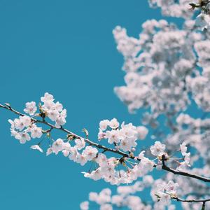 日本特级黄色录像片人与狗性交免费播放
